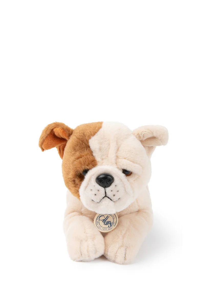 BT Chaps Bertha the American Bulldog in Giftbox