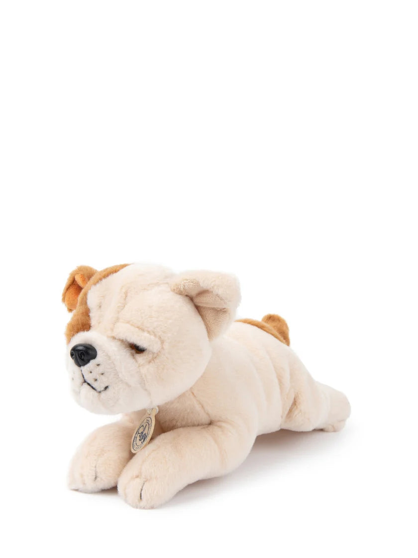 BT Chaps Bertha the American Bulldog in Giftbox